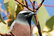 White-browed Woodswallow (Artamus superciliosus)